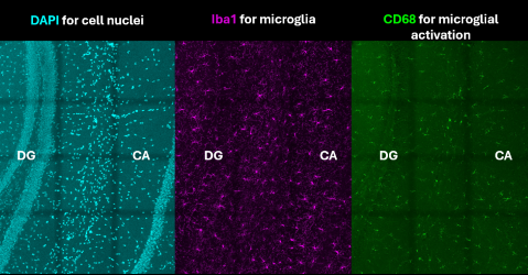 Synergistic Effects Project